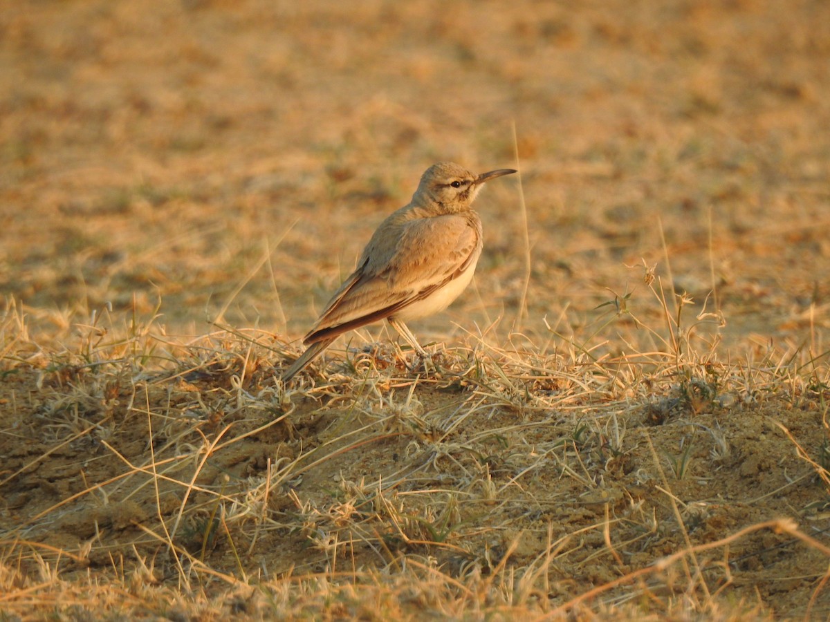 Greater Hoopoe-Lark - ML617214422