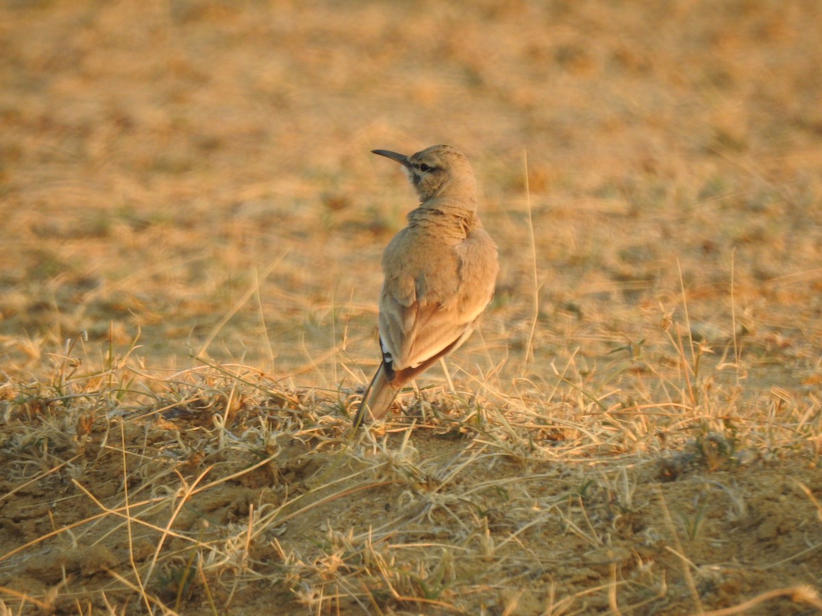 Greater Hoopoe-Lark - ML617214424