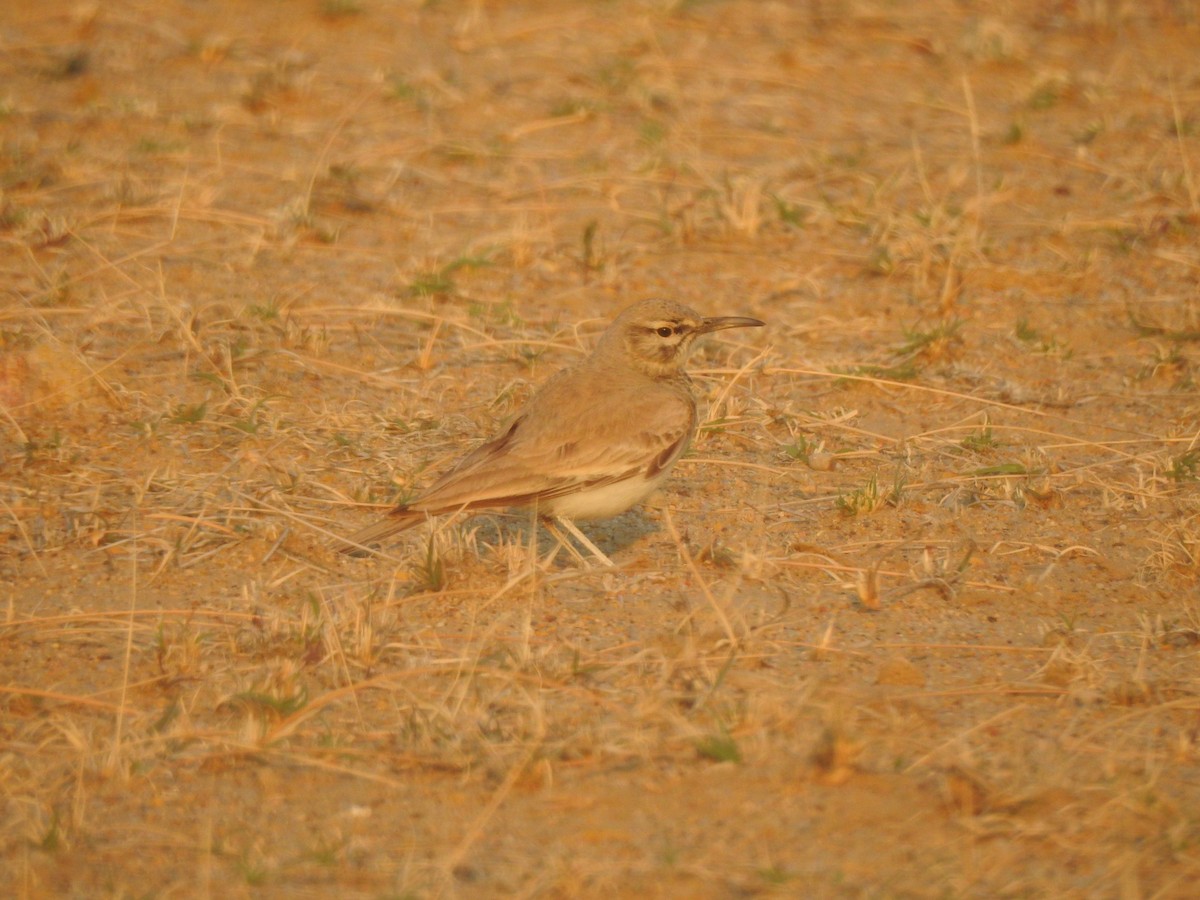 Greater Hoopoe-Lark - ML617214425