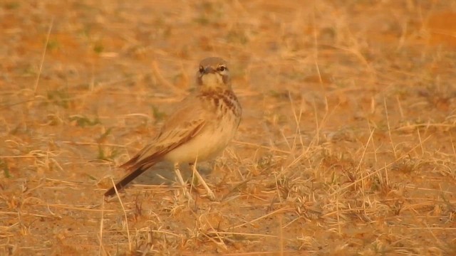 Greater Hoopoe-Lark - ML617214426