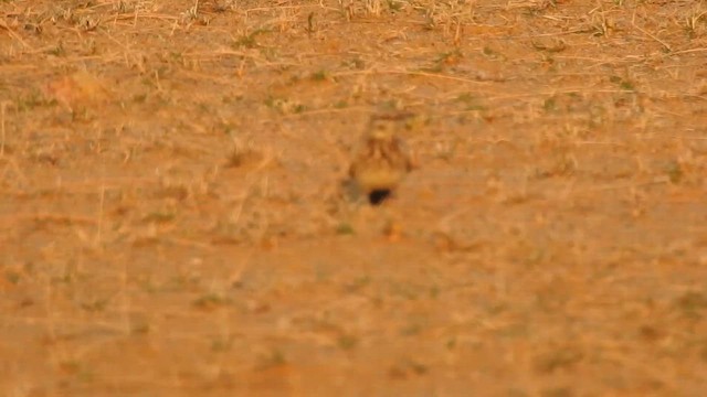 Greater Hoopoe-Lark - ML617214427