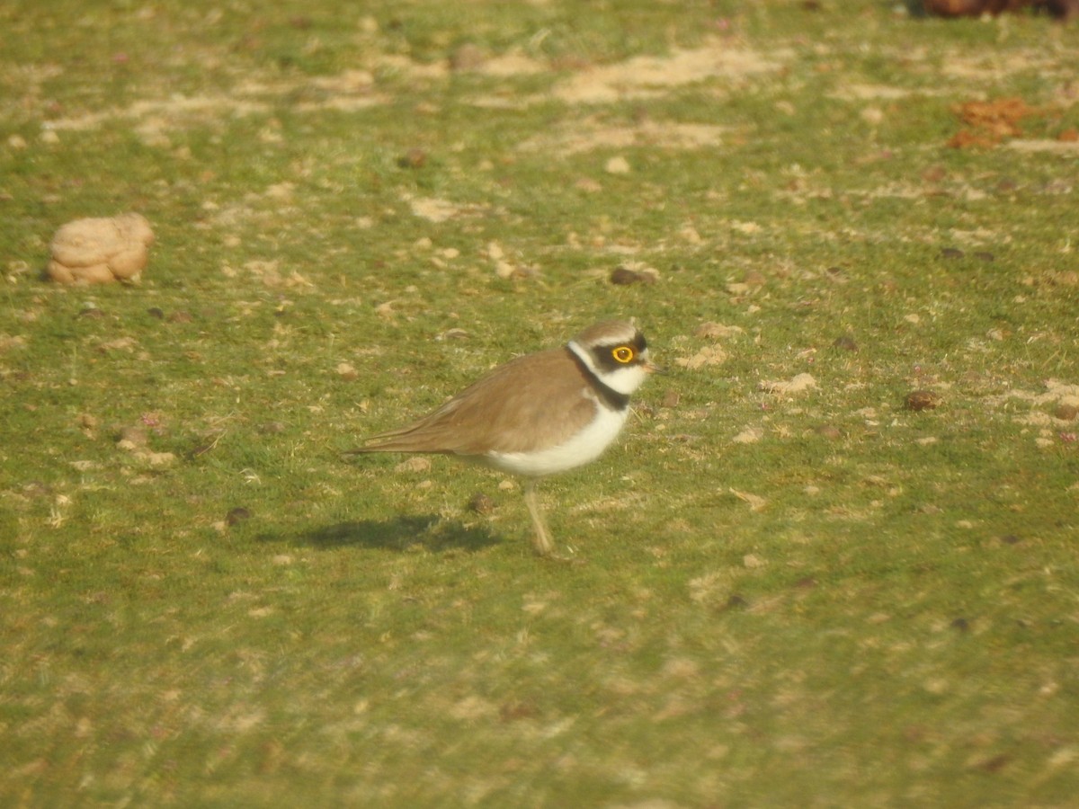 Little Ringed Plover - ML617214434