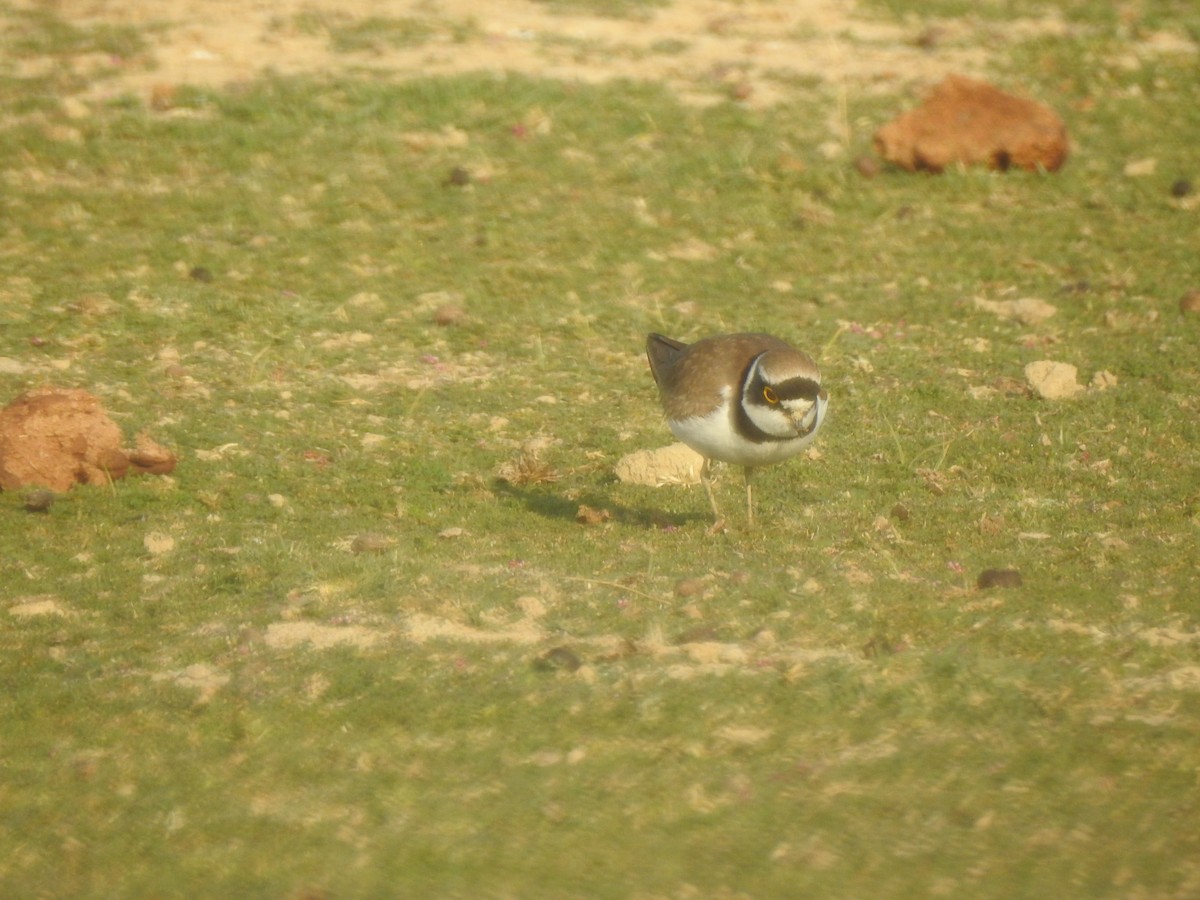 Little Ringed Plover - ML617214435