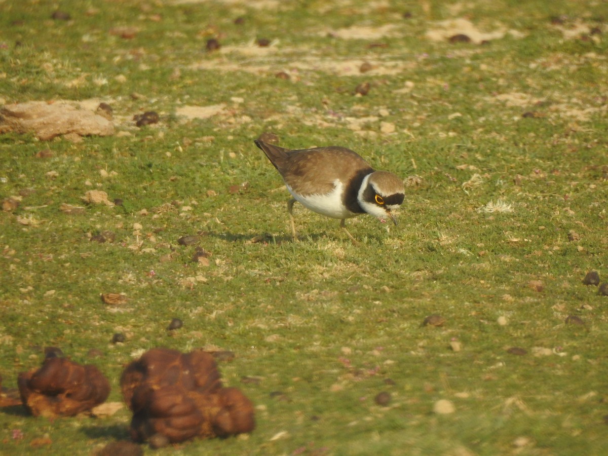 Little Ringed Plover - ML617214437