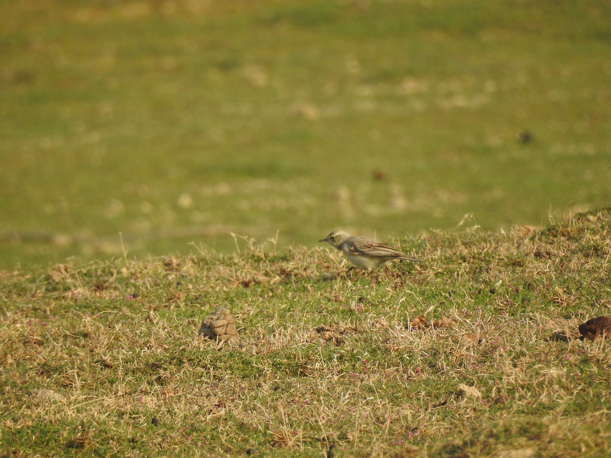 Tawny Pipit - ML617214439