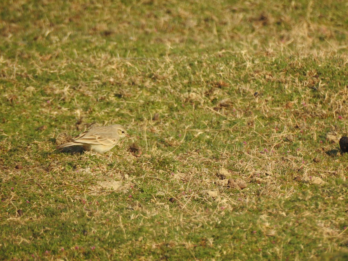 Tawny Pipit - ML617214440