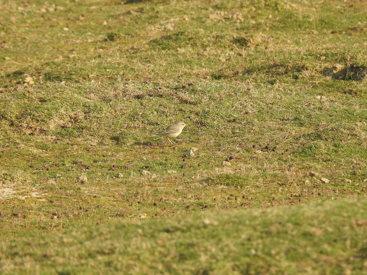 Tawny Pipit - ML617214441