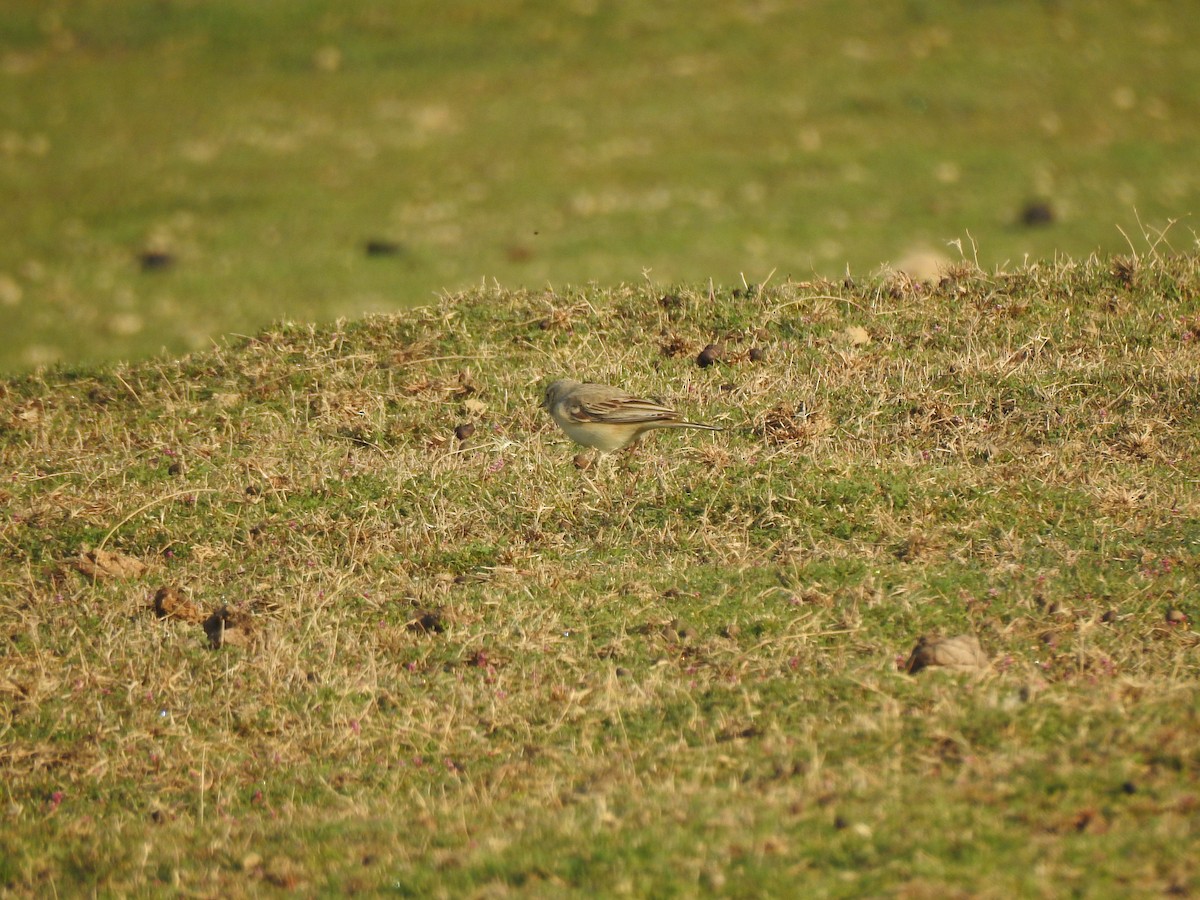 Tawny Pipit - ML617214442