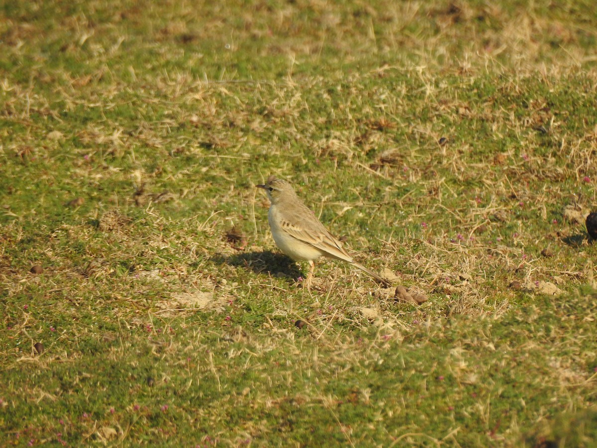 Tawny Pipit - ML617214443