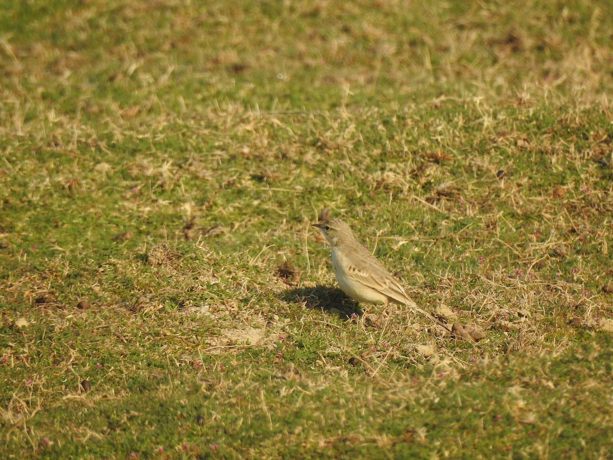 Tawny Pipit - ML617214444