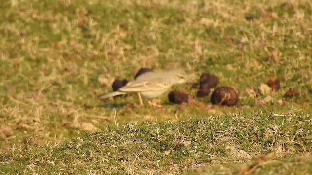 Tawny Pipit - ML617214447