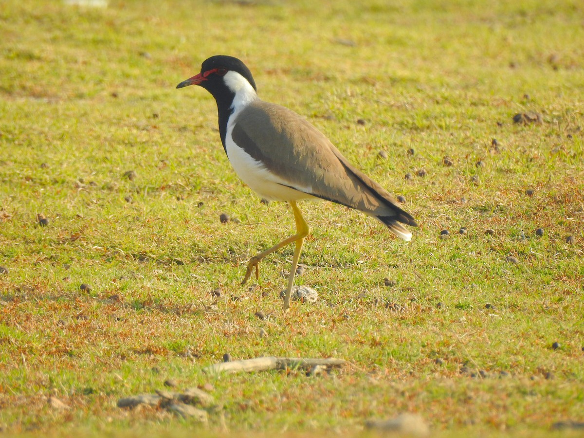 Red-wattled Lapwing - ML617214450