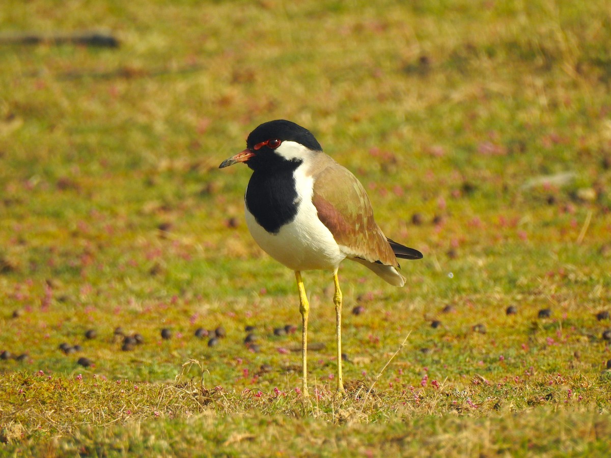 Red-wattled Lapwing - ML617214451