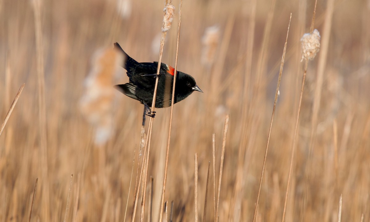 Red-winged Blackbird - ML617214502