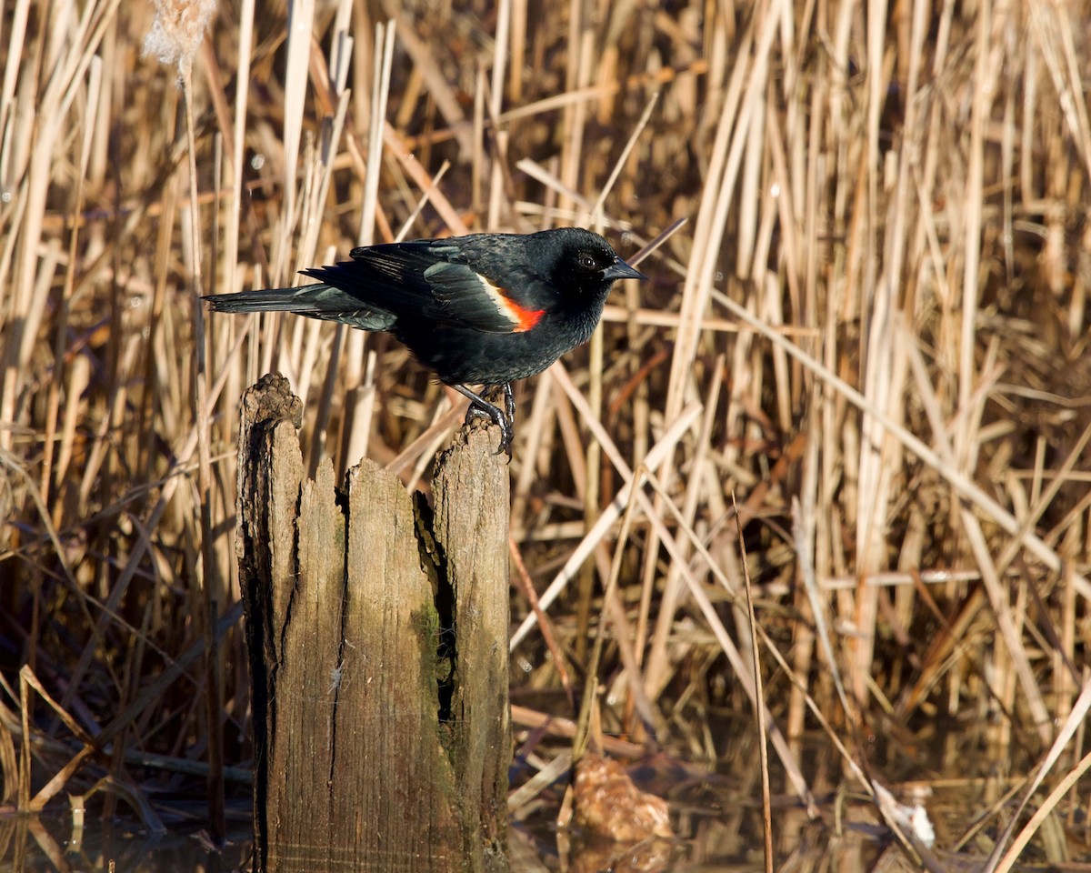 Red-winged Blackbird - ML617214503