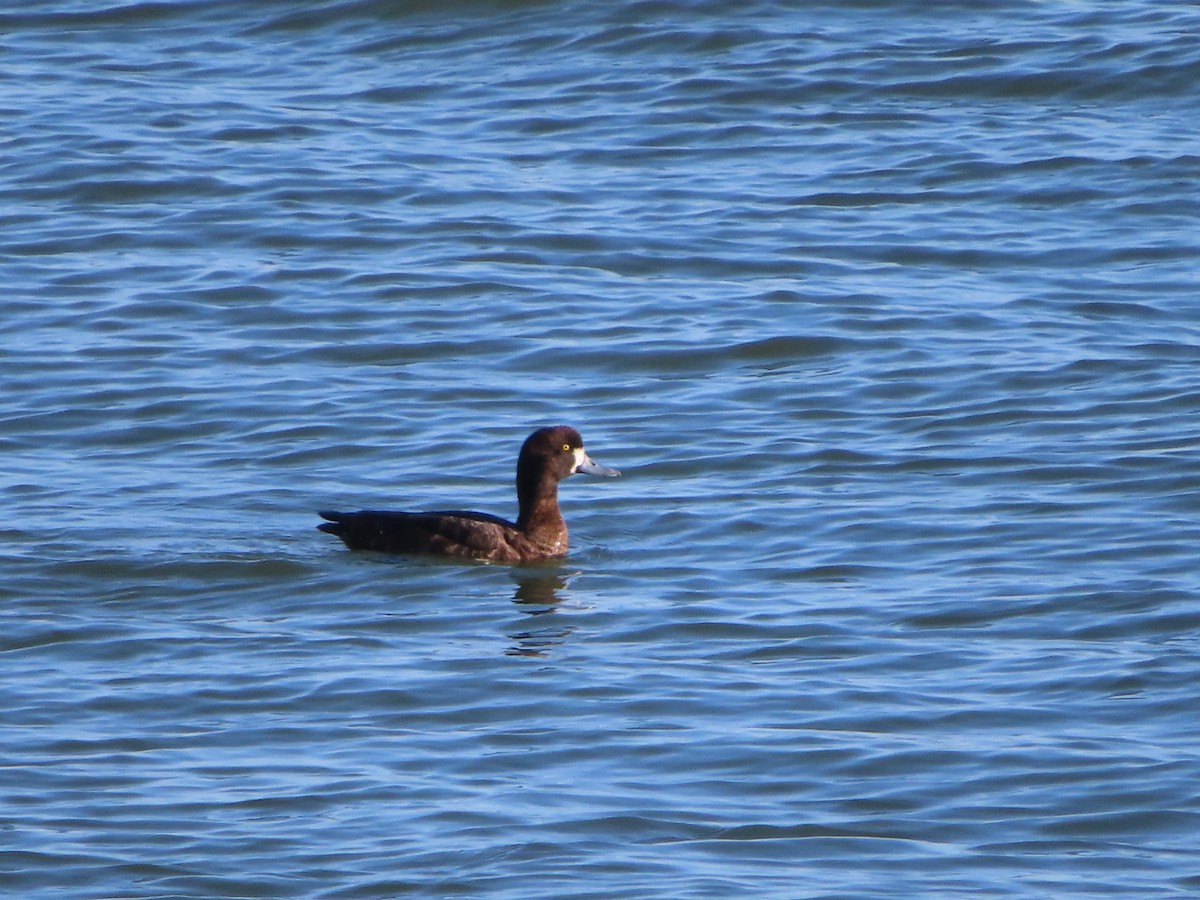 Greater Scaup - ML617214509