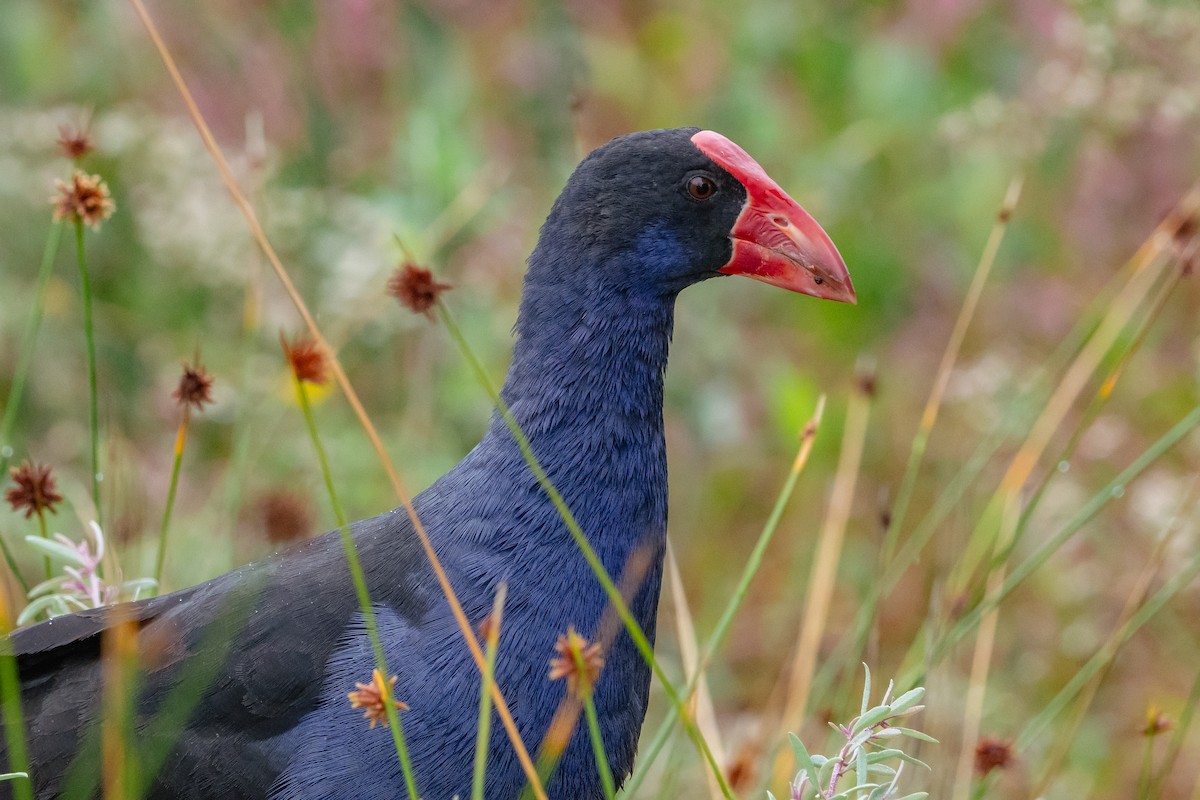 Australasian Swamphen - Gary Dickson