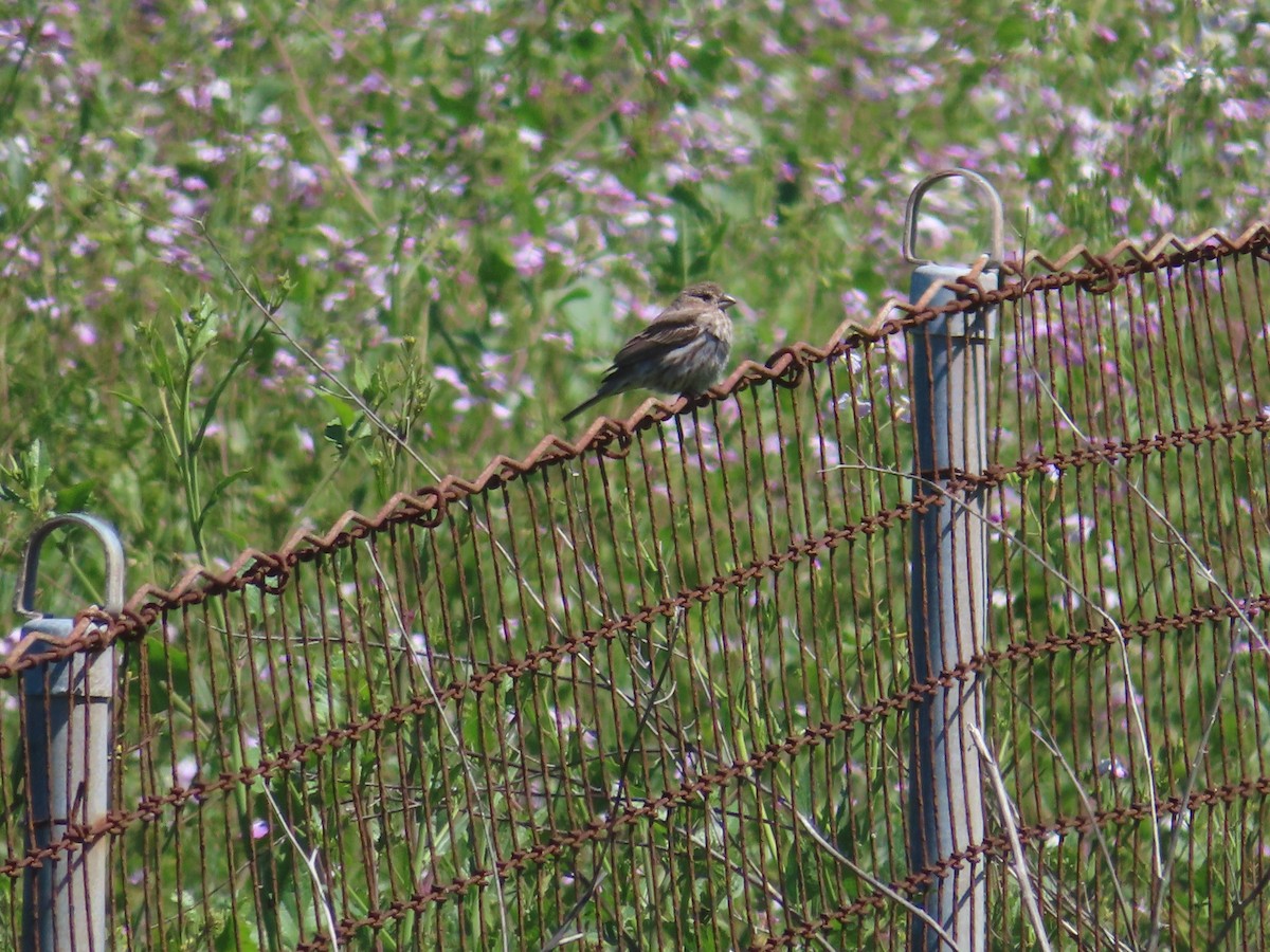 House Finch - Rose An