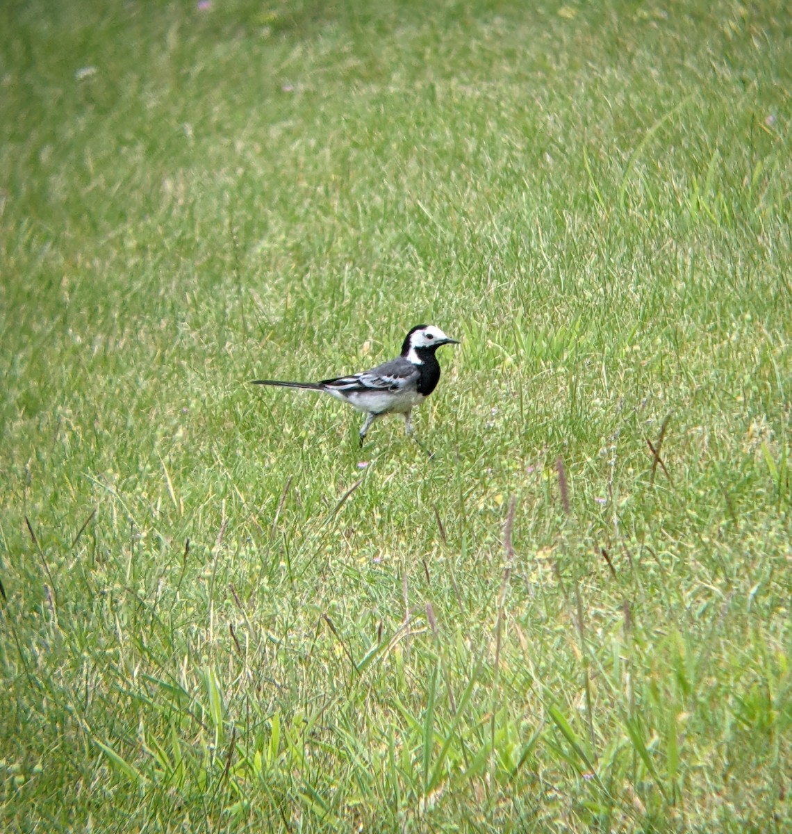 White Wagtail (White-faced) - ML617214522