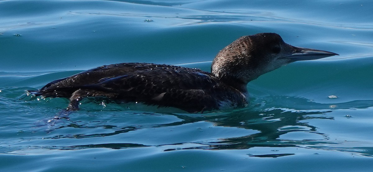 Common Loon - ML617214578