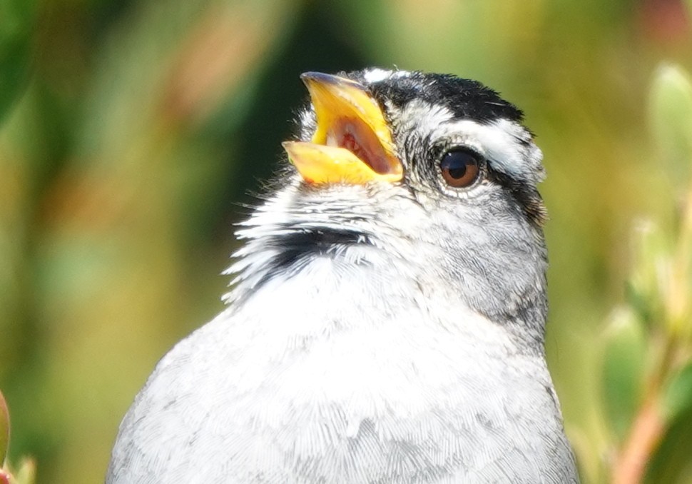 White-crowned Sparrow - ML617214585