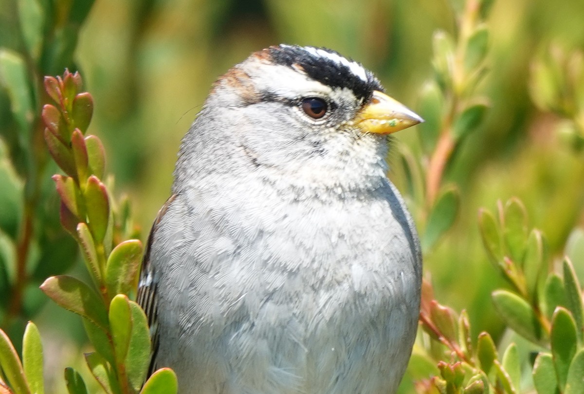 White-crowned Sparrow - ML617214586