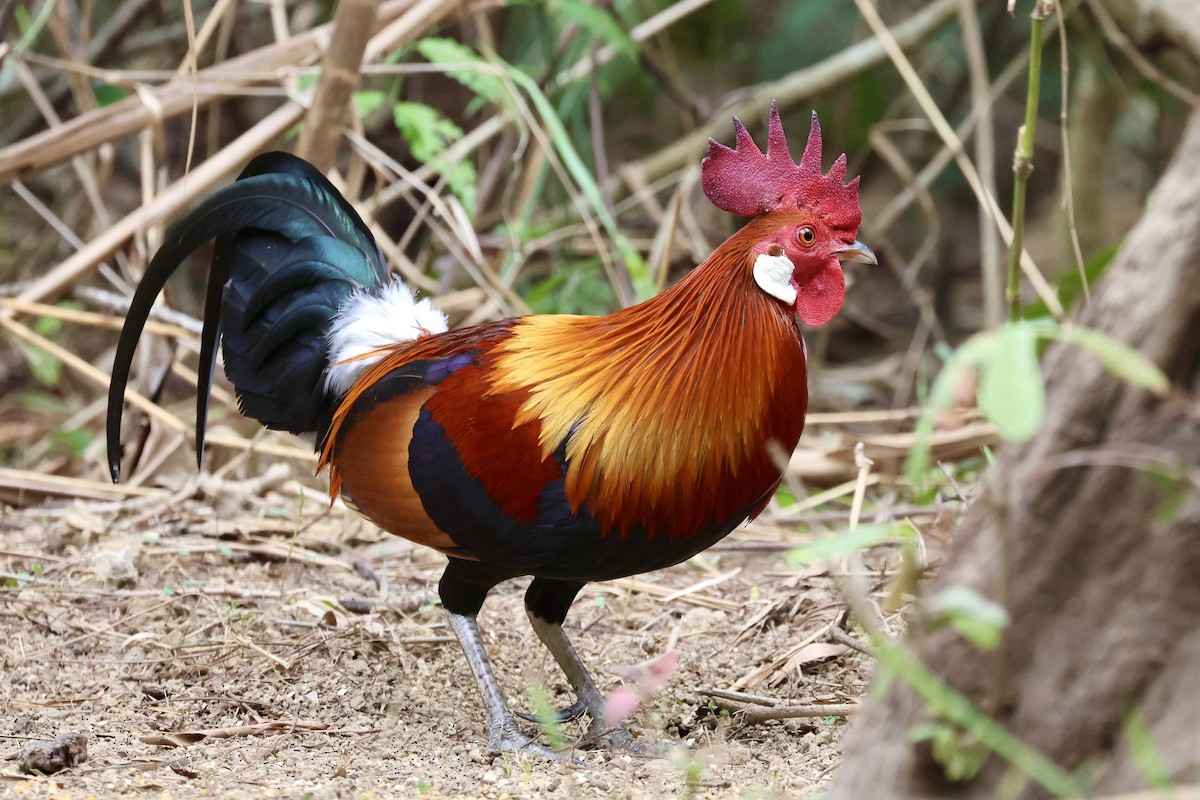 Red Junglefowl - Mike Jacob