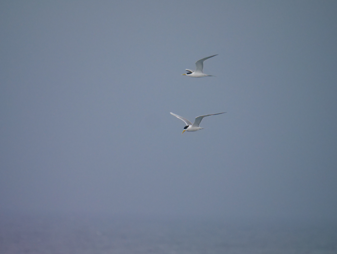 Great Crested Tern - ML617214605