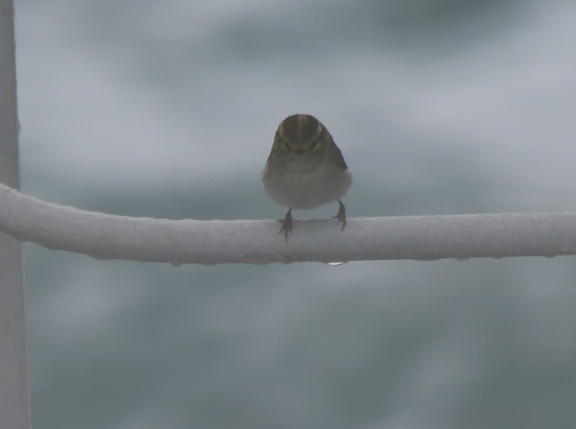 Pallas's Leaf Warbler - ML617214608