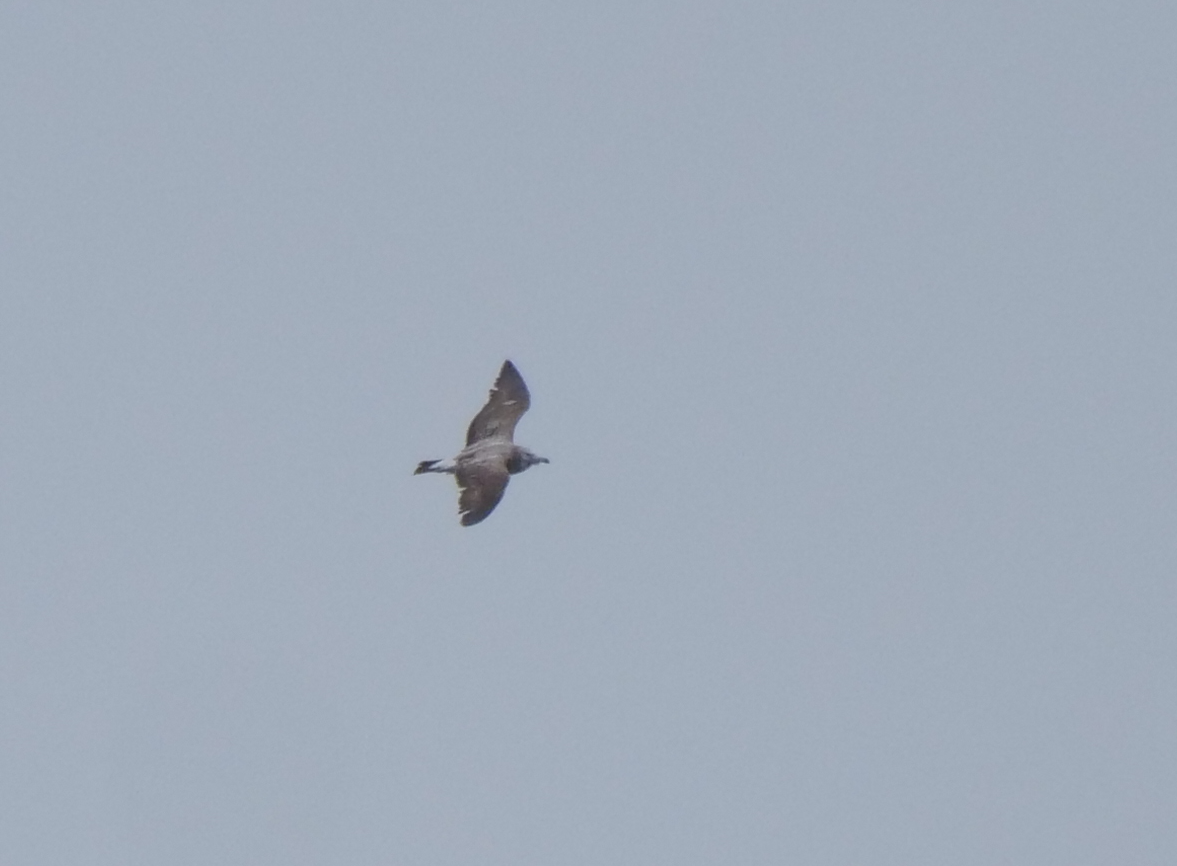 Black-tailed Gull - ML617214612