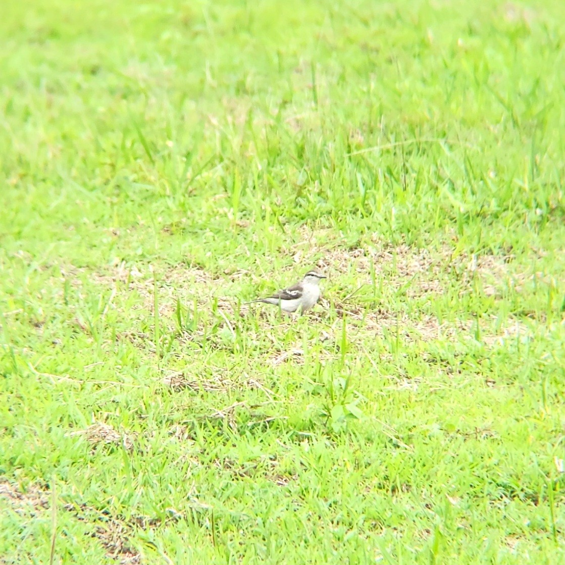 White-shouldered Triller - Octavianti Puspita