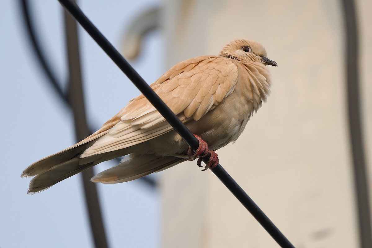 African Collared-Dove (Domestic type or Ringed Turtle-Dove) - ML617214637