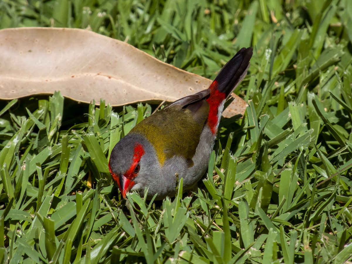 Red-browed Firetail - ML617214638