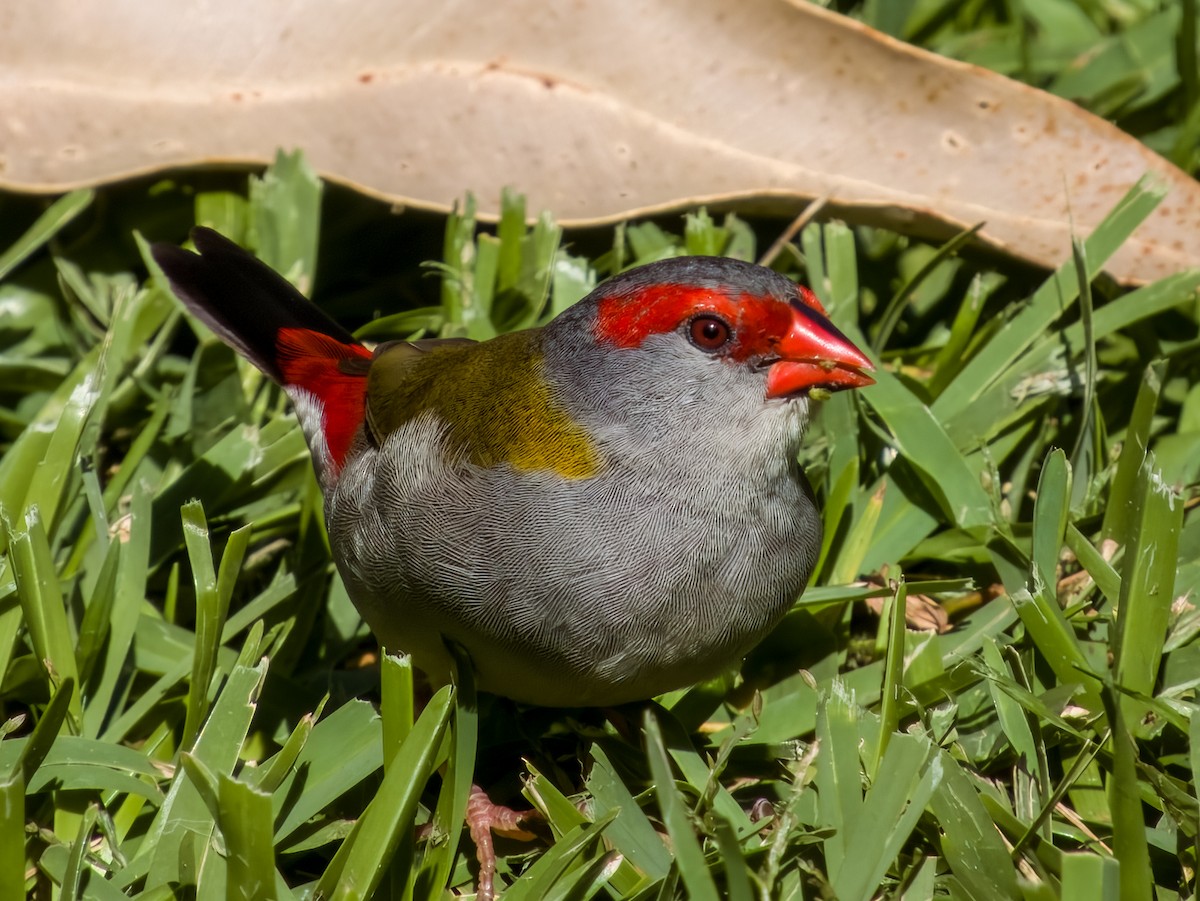 Red-browed Firetail - ML617214640