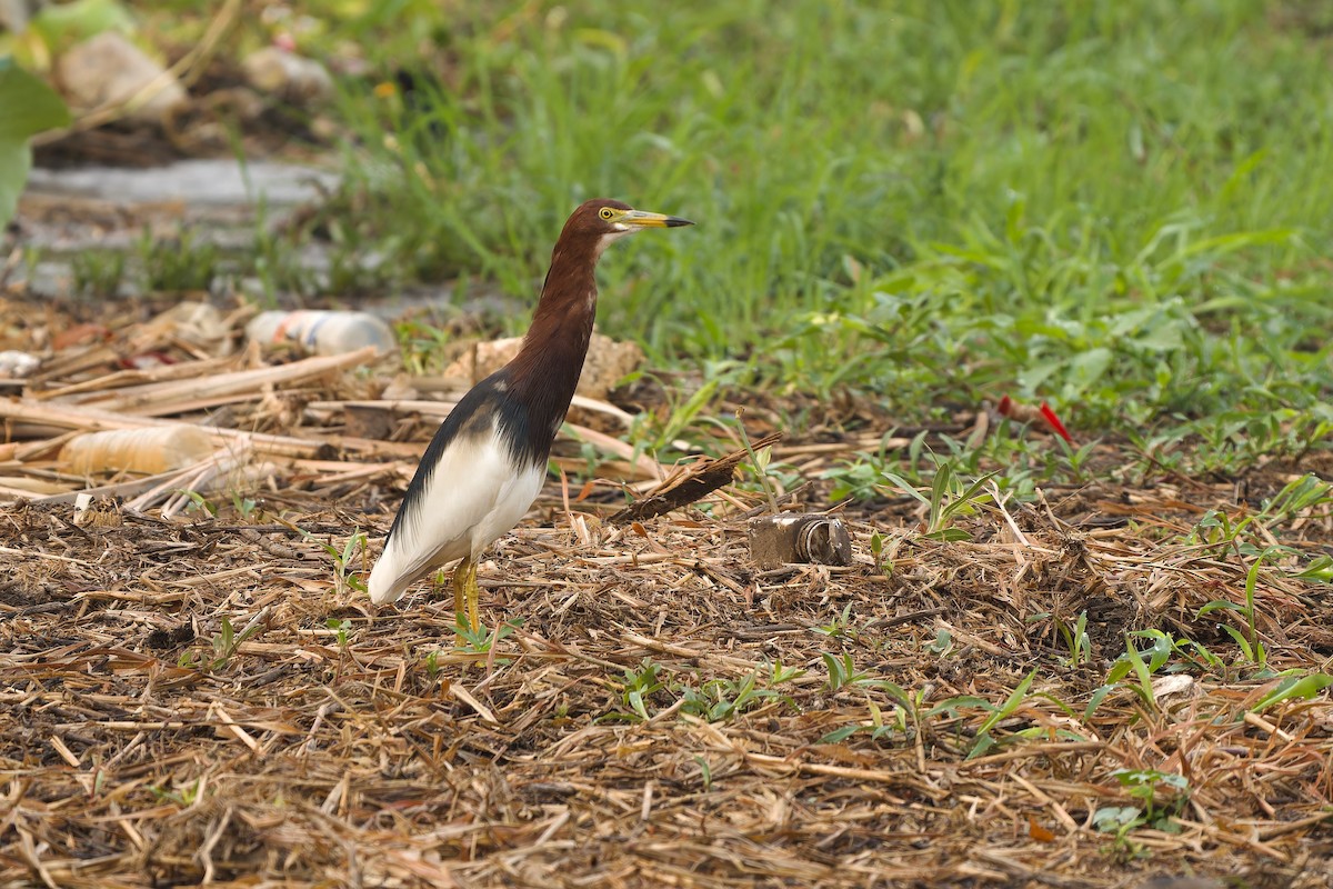 Chinese Pond-Heron - ML617214662