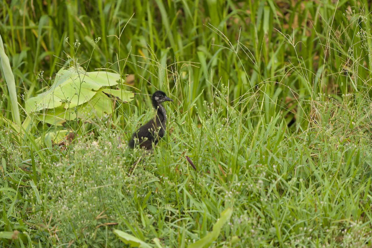 White-breasted Waterhen - ML617214671