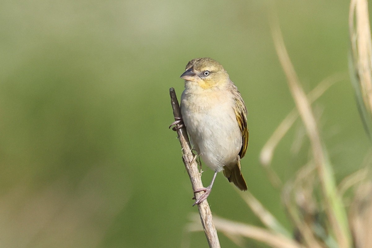 Black-headed Weaver - Jose Leal