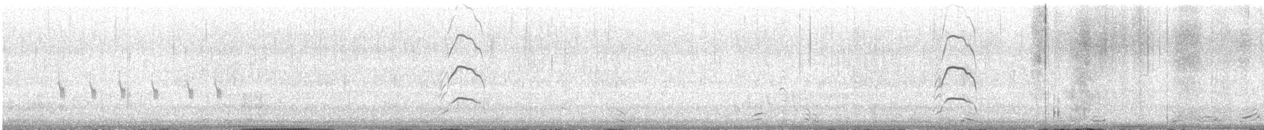Braunmantel-Austernfischer - ML617214694
