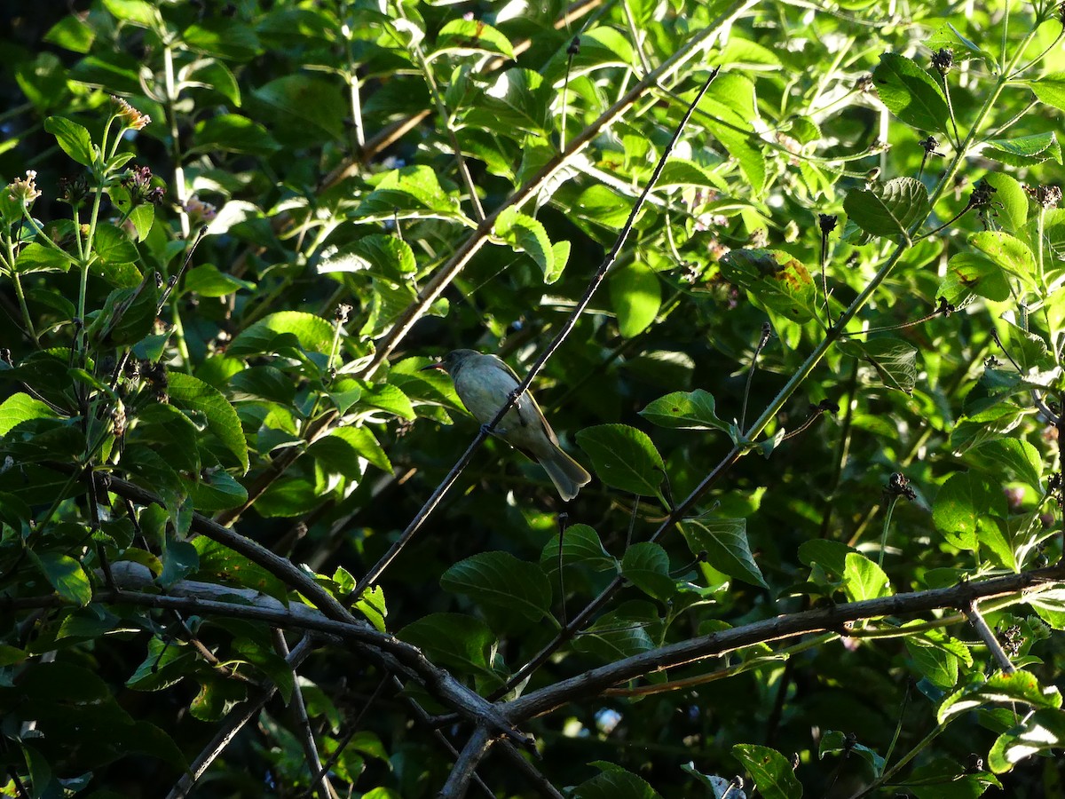 Brown Honeyeater - ML617214695