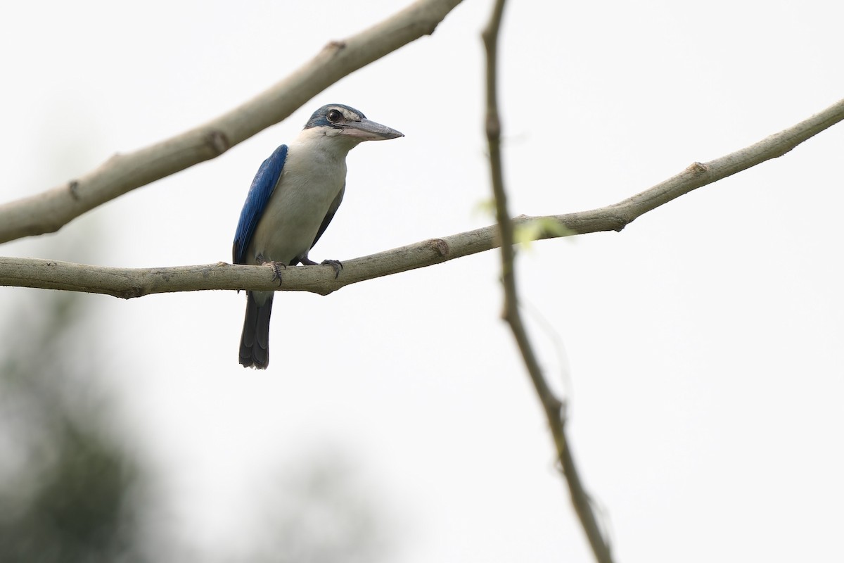 Collared Kingfisher (Oriental) - ML617214696