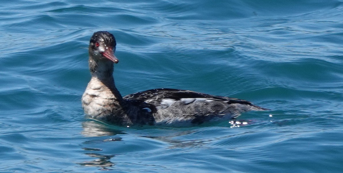 Red-breasted Merganser - ML617214714