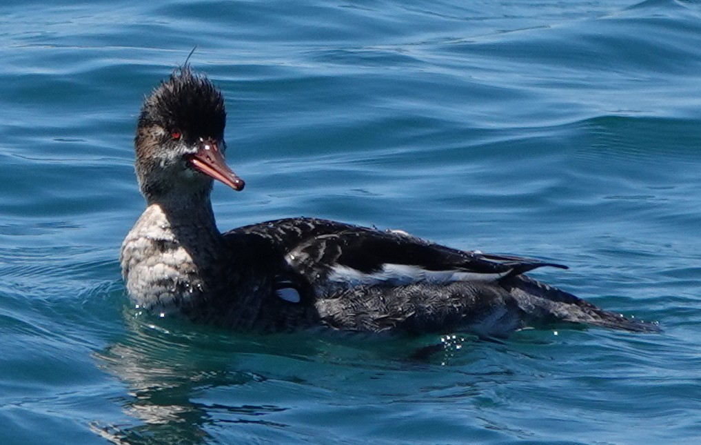 Red-breasted Merganser - ML617214715