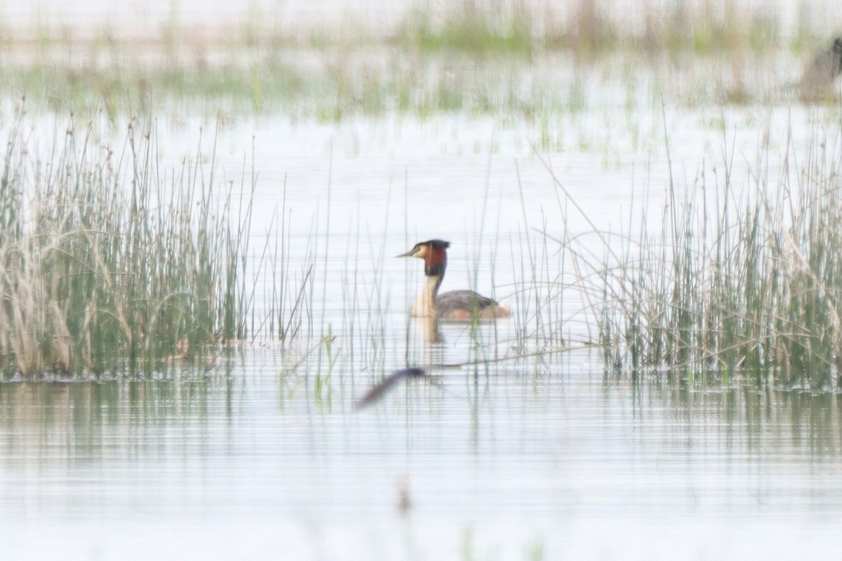 Great Crested Grebe - ML617214725