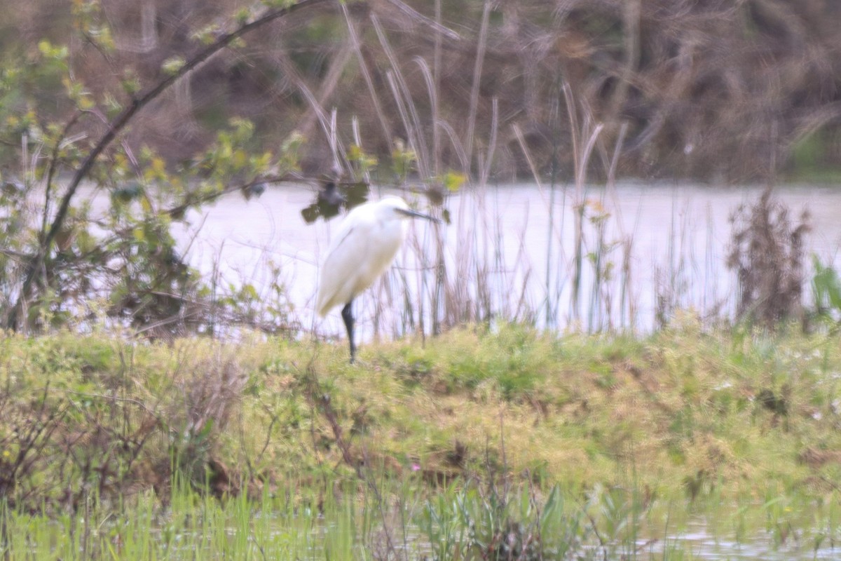 Little Egret - ML617214733