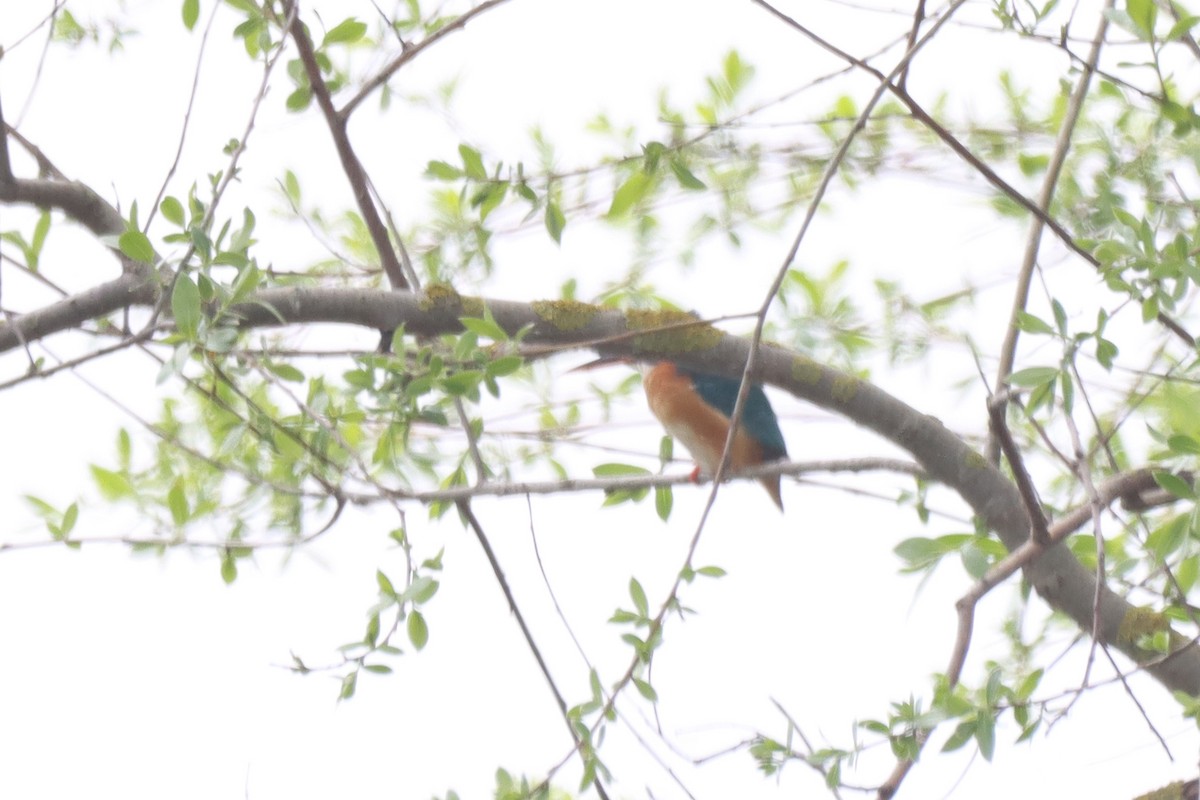 Common Kingfisher - ML617214739