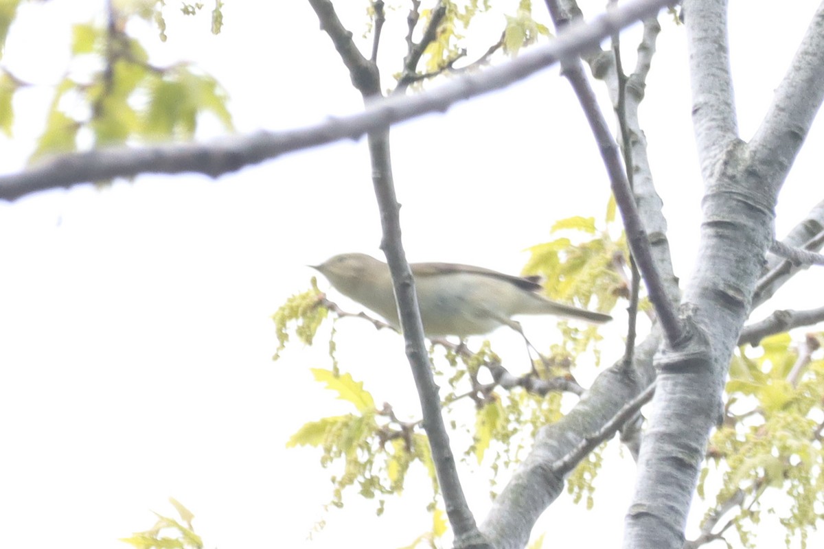 Common Chiffchaff - ML617214744