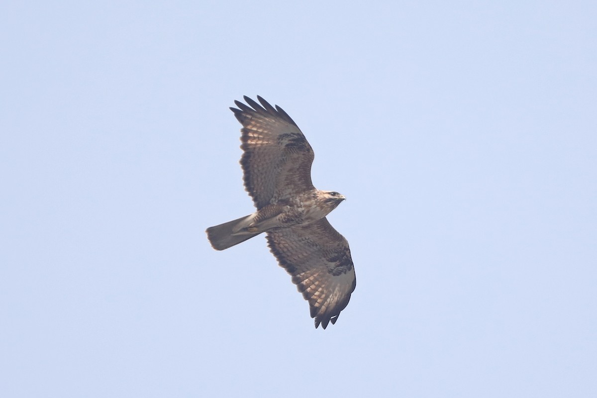 Eastern Buzzard - ML617214762