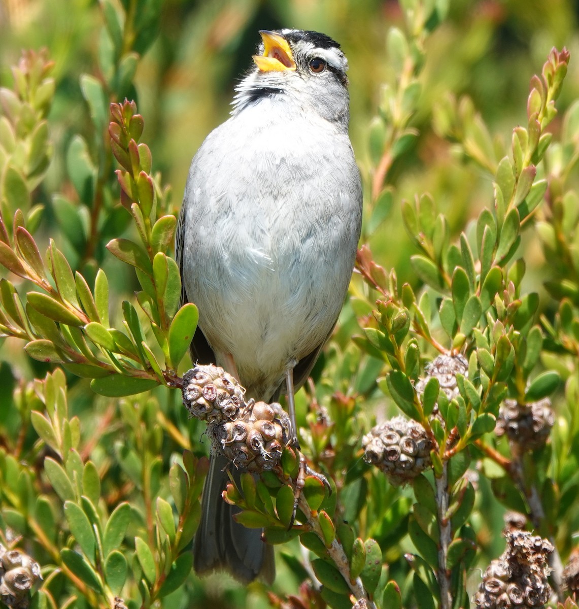 White-crowned Sparrow - ML617214783