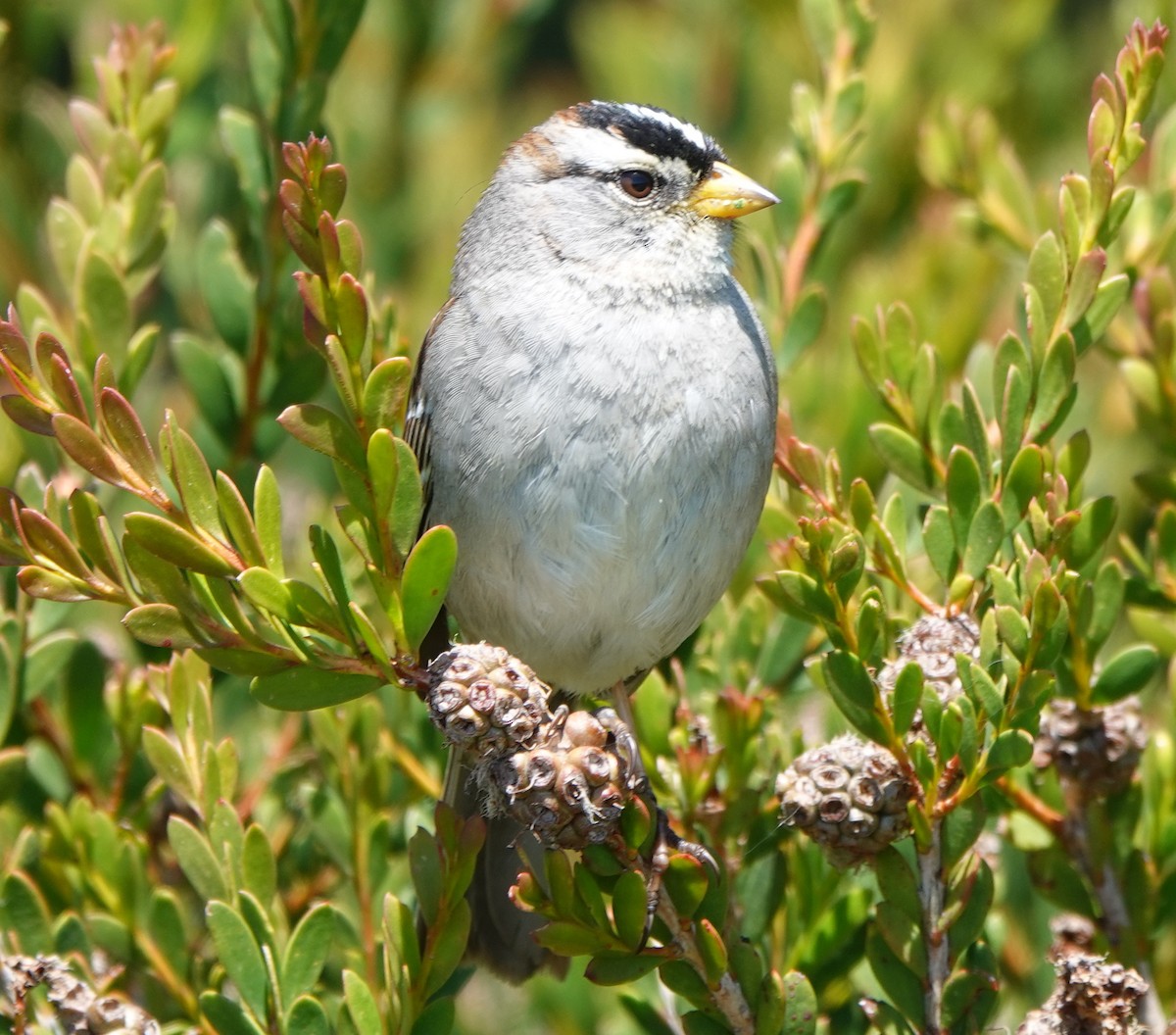 White-crowned Sparrow - ML617214784