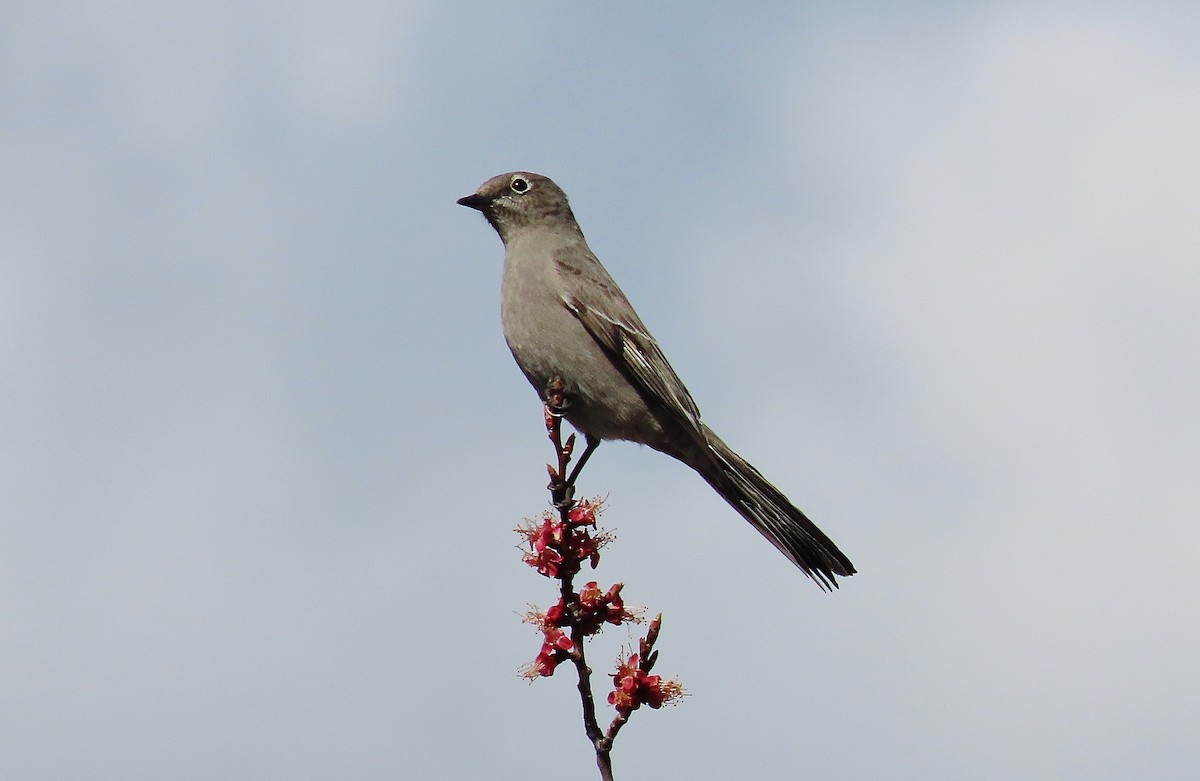 Townsend's Solitaire - ML617214833